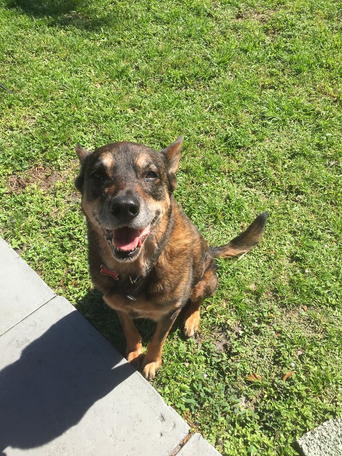 201 Smiling Animals That Will Instantly Make You Smile 201 Smiling Animals That Will Instantly Make You Smile