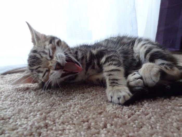 201 Smiling Animals That Will Instantly Make You Smile 201 Smiling Animals That Will Instantly Make You Smile