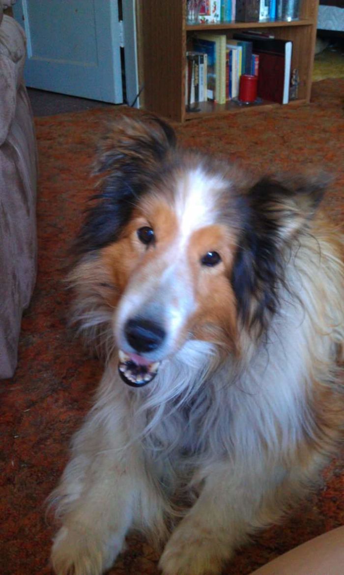 201 Smiling Animals That Will Instantly Make You Smile 201 Smiling Animals That Will Instantly Make You Smile