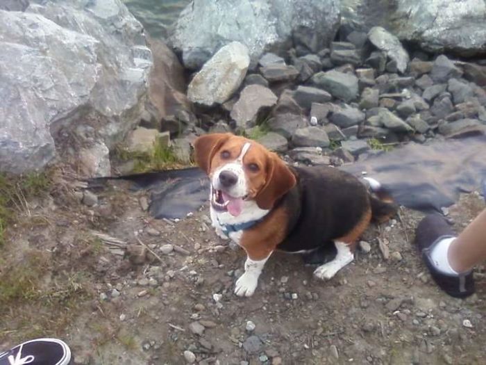 201 Smiling Animals That Will Instantly Make You Smile 201 Smiling Animals That Will Instantly Make You Smile