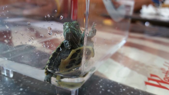 201 Smiling Animals That Will Instantly Make You Smile 201 Smiling Animals That Will Instantly Make You Smile