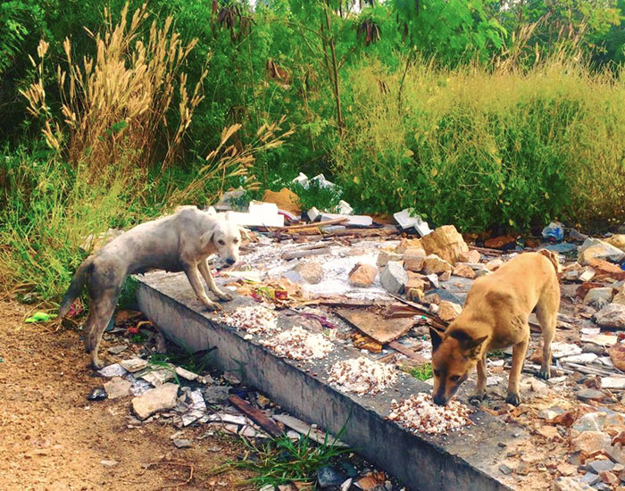 This Man Feeds 80 Stray Dogs Every Day Because He Can’t Bear to See Them Starve This Man Feeds 80 Stray Dogs Every Day Because He Can’t Bear to See Them Starve