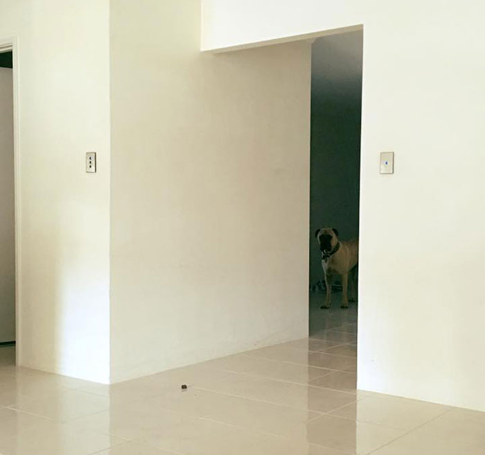 Overly-Attached Dog Stalks His Owner ALL THE TIME Overly-Attached Dog Stalks His Owner ALL THE TIME