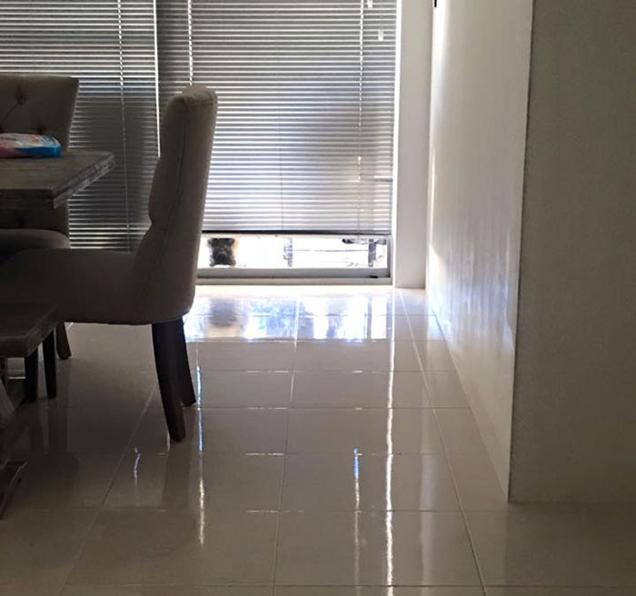 Overly-Attached Dog Stalks His Owner ALL THE TIME Overly-Attached Dog Stalks His Owner ALL THE TIME