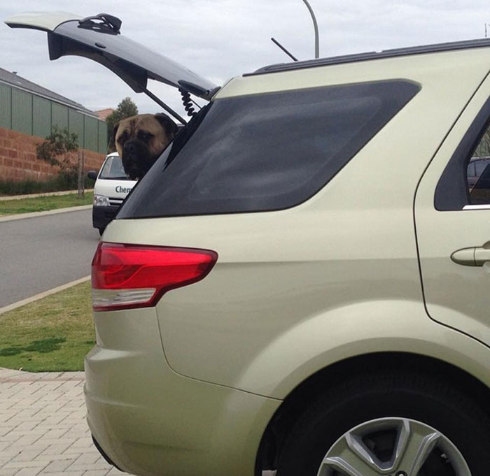 Overly-Attached Dog Stalks His Owner ALL THE TIME Overly-Attached Dog Stalks His Owner ALL THE TIME