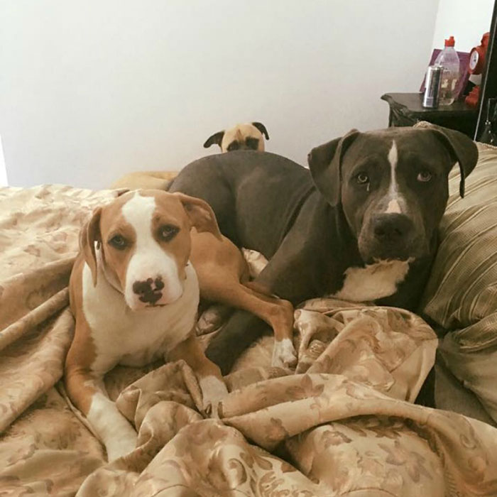 Overly-Attached Dog Stalks His Owner ALL THE TIME Overly-Attached Dog Stalks His Owner ALL THE TIME