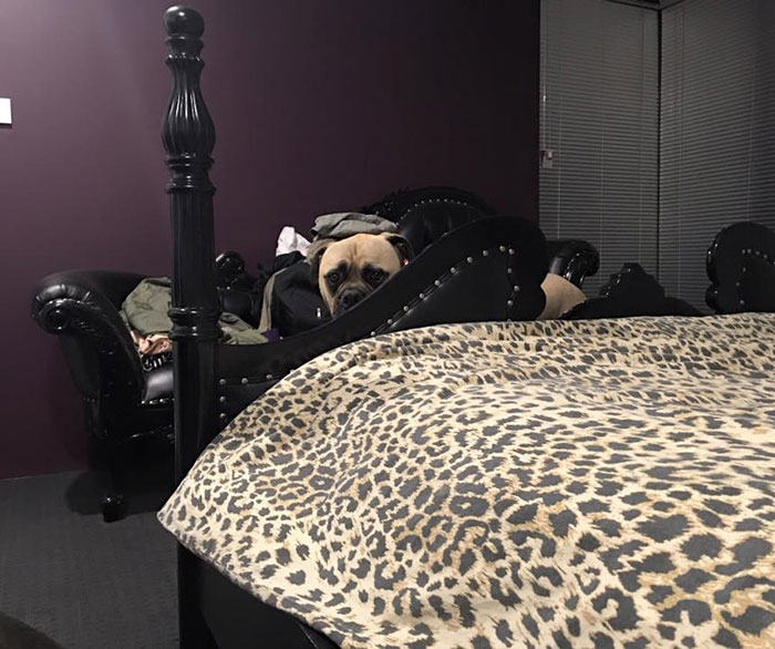 Overly-Attached Dog Stalks His Owner ALL THE TIME Overly-Attached Dog Stalks His Owner ALL THE TIME