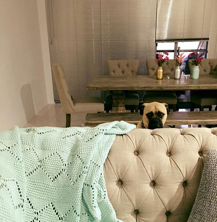 Overly-Attached Dog Stalks His Owner ALL THE TIME Overly-Attached Dog Stalks His Owner ALL THE TIME