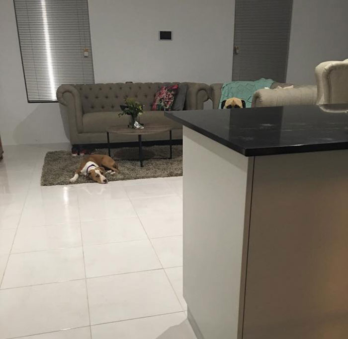 Overly-Attached Dog Stalks His Owner ALL THE TIME Overly-Attached Dog Stalks His Owner ALL THE TIME