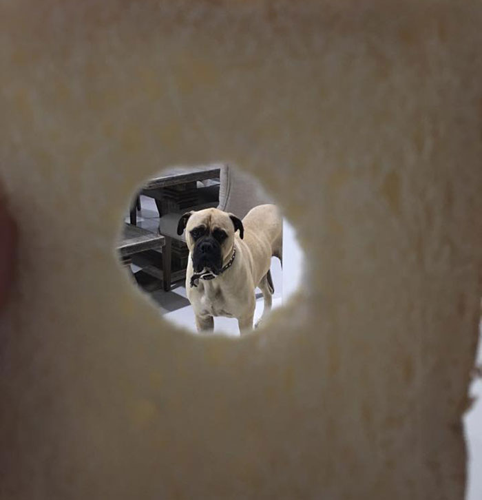 Overly-Attached Dog Stalks His Owner ALL THE TIME Overly-Attached Dog Stalks His Owner ALL THE TIME