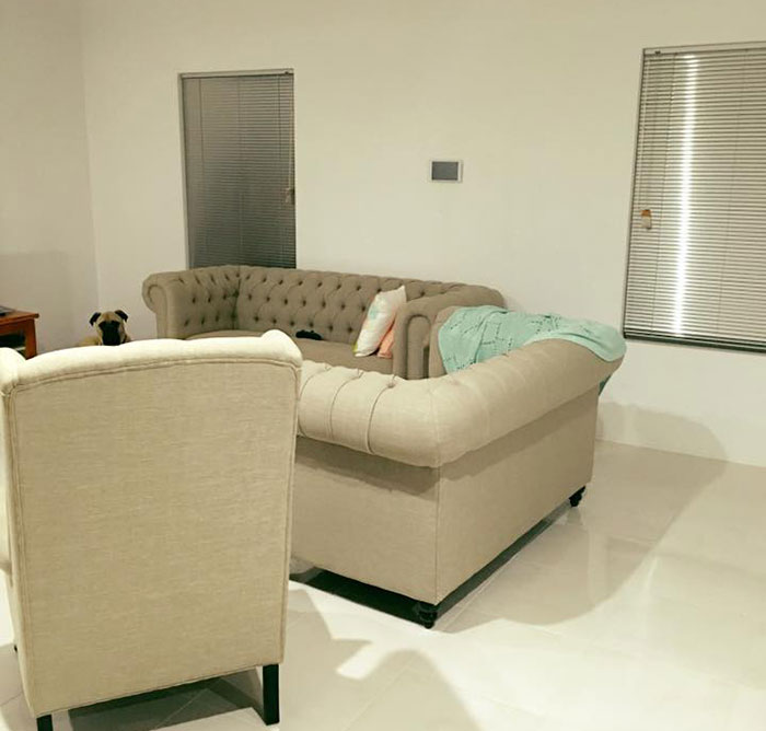 Overly-Attached Dog Stalks His Owner ALL THE TIME Overly-Attached Dog Stalks His Owner ALL THE TIME