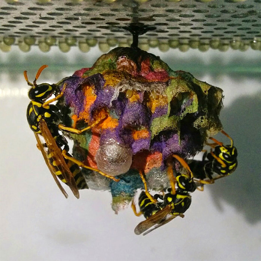 When Wasps Are Given Colored Paper, They Build Rainbow Nests When Wasps Are Given Colored Paper, They Build Rainbow Nests