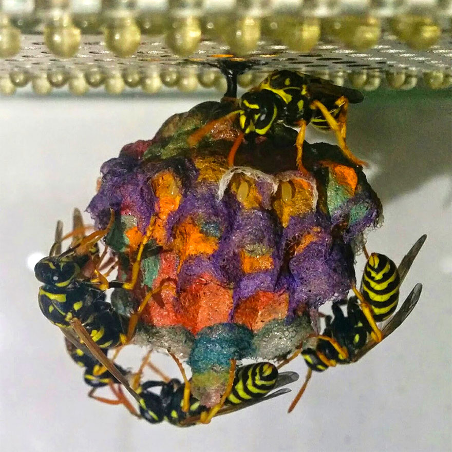 When Wasps Are Given Colored Paper, They Build Rainbow Nests When Wasps Are Given Colored Paper, They Build Rainbow Nests