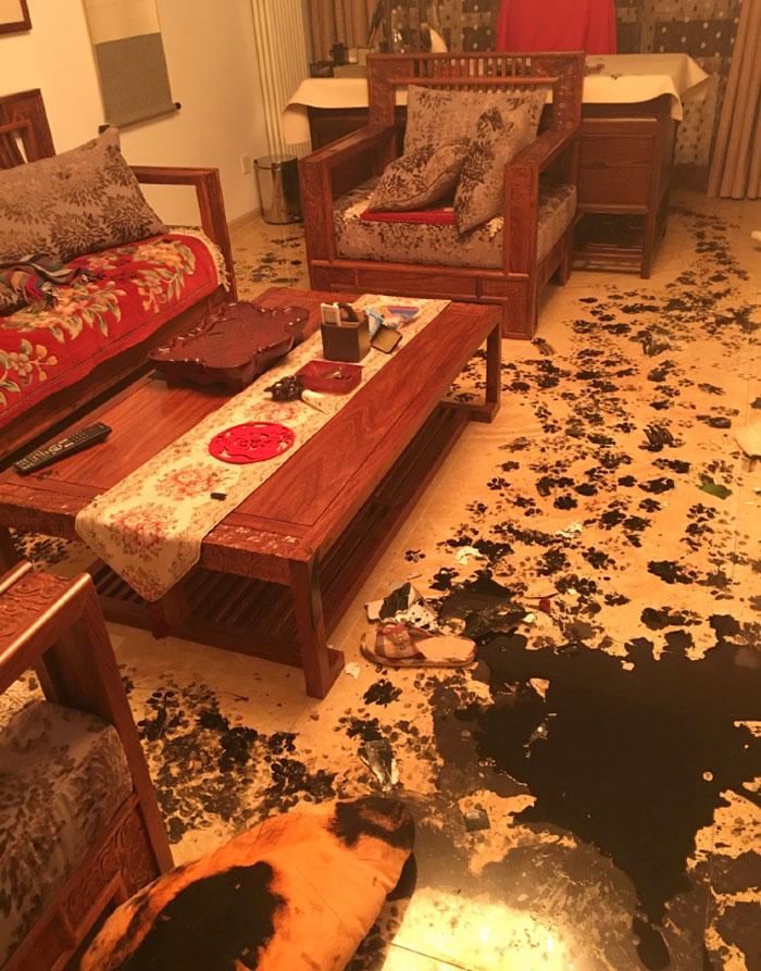 Family Leaves Husky For 3 Hours, Dog Redesigns The Apartment