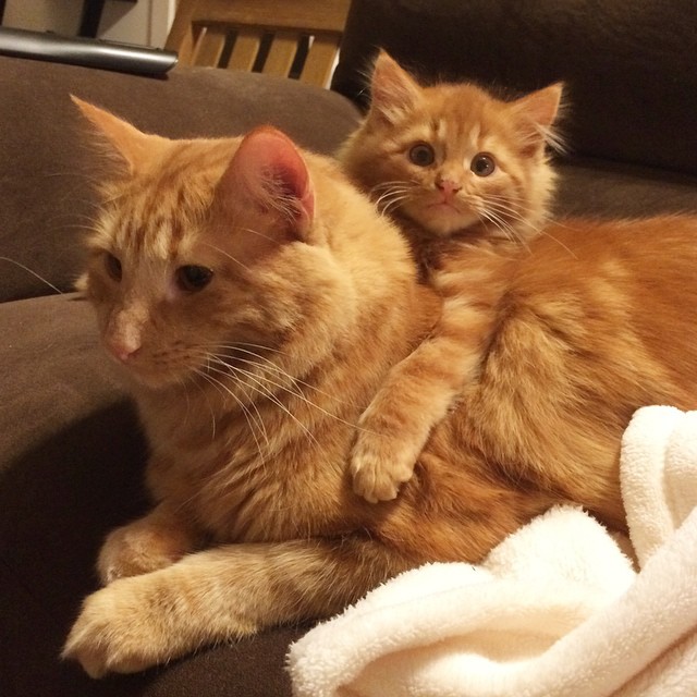 Cat Finds His Mini-Me, Decides To Adopt Him And Raise As His Own
