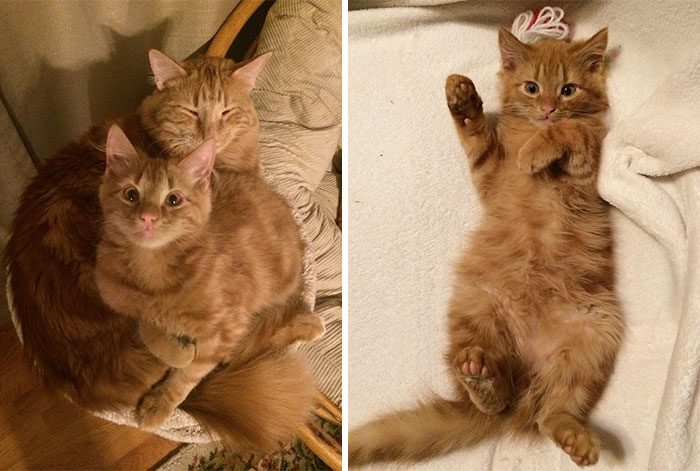 Cat Finds His Mini-Me, Decides To Adopt Him And Raise As His Own