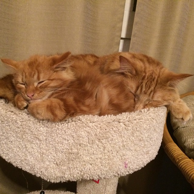 Cat Finds His Mini-Me, Decides To Adopt Him And Raise As His Own