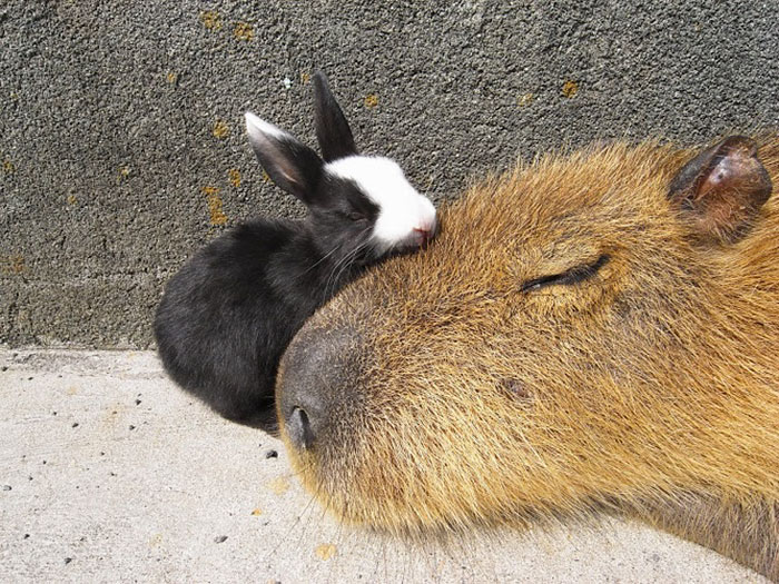 Are Capybaras Friendly? 38 Cute Photos Of Unlikely Friendships Are Capybaras Friendly? 38 Cute Photos Of Unlikely Friendships