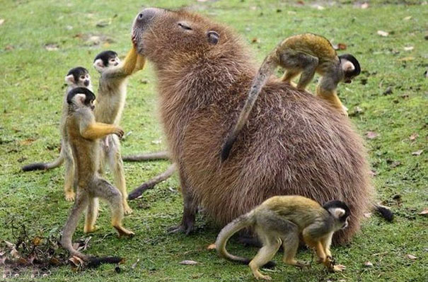 Are Capybaras Friendly? 38 Cute Photos Of Unlikely Friendships Are Capybaras Friendly? 38 Cute Photos Of Unlikely Friendships