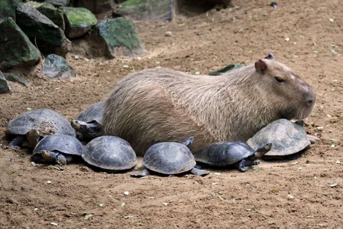Are Capybaras Friendly? 38 Cute Photos Of Unlikely Friendships Are Capybaras Friendly? 38 Cute Photos Of Unlikely Friendships