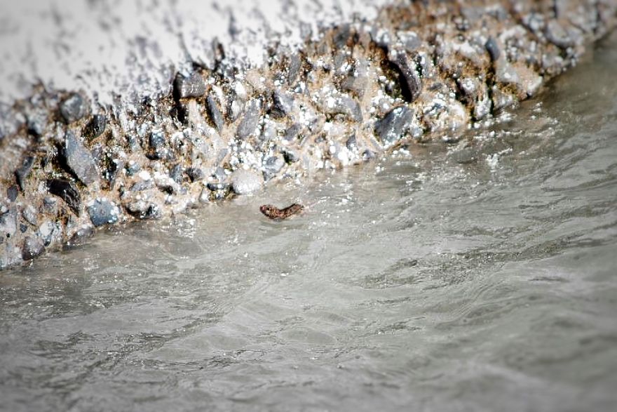 I Documented The Struggles Of A Little Mouse In Cold Water