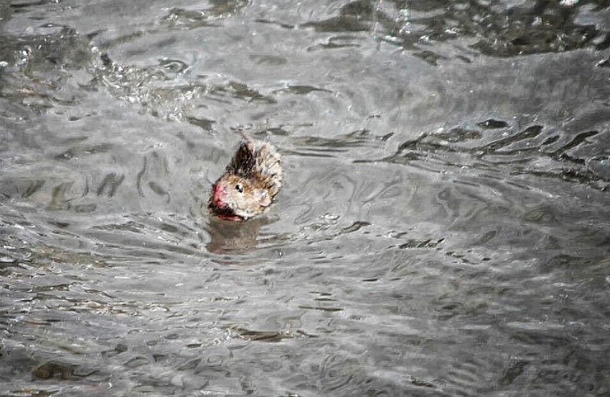 I Documented The Struggles Of A Little Mouse In Cold Water