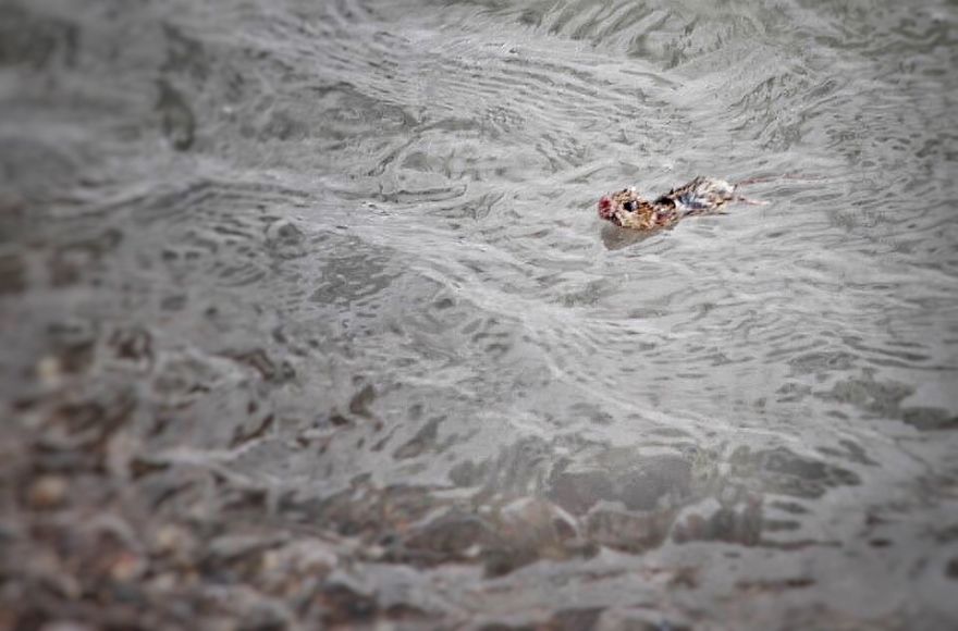 I Documented The Struggles Of A Little Mouse In Cold Water