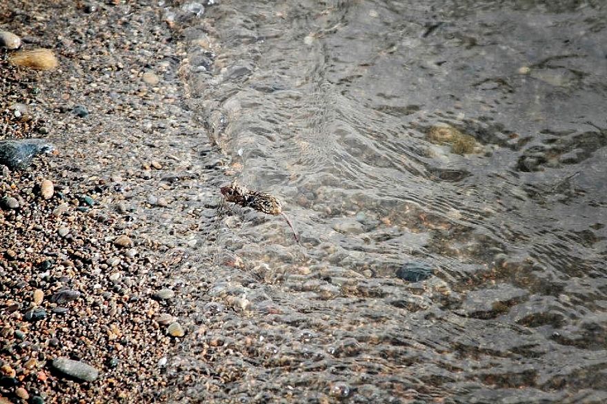 I Documented The Struggles Of A Little Mouse In Cold Water