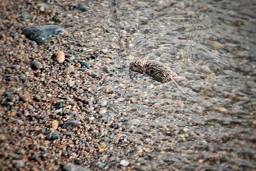 I Documented The Struggles Of A Little Mouse In Cold Water