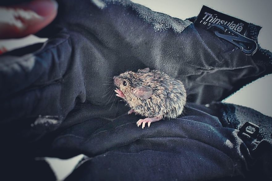 I Documented The Struggles Of A Little Mouse In Cold Water