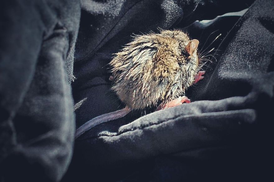 I Documented The Struggles Of A Little Mouse In Cold Water