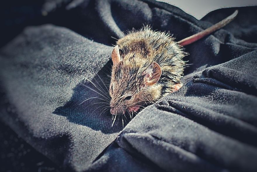 I Documented The Struggles Of A Little Mouse In Cold Water