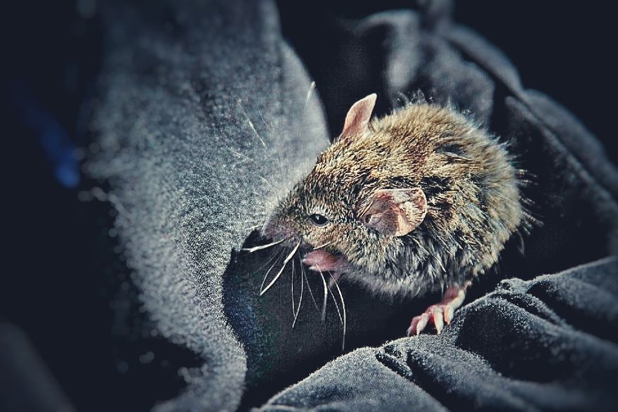 I Documented The Struggles Of A Little Mouse In Cold Water