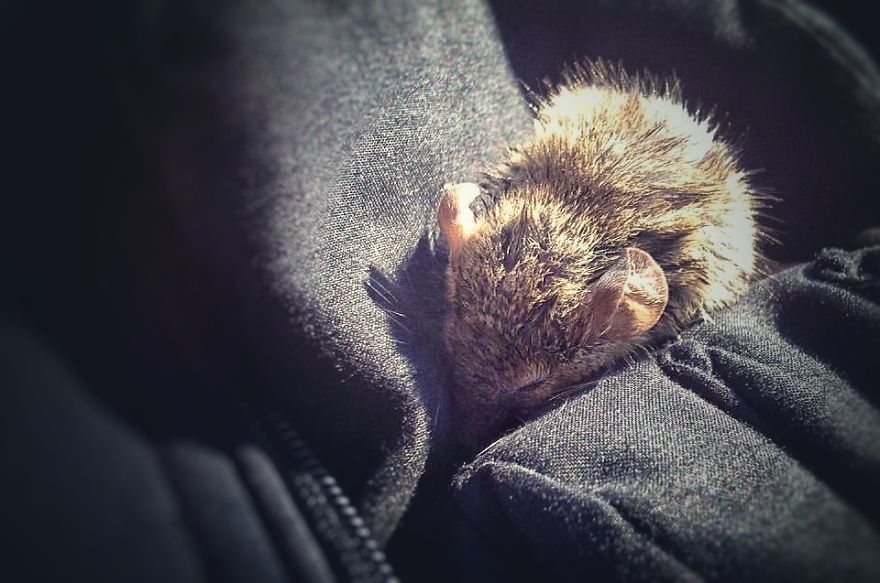 I Documented The Struggles Of A Little Mouse In Cold Water