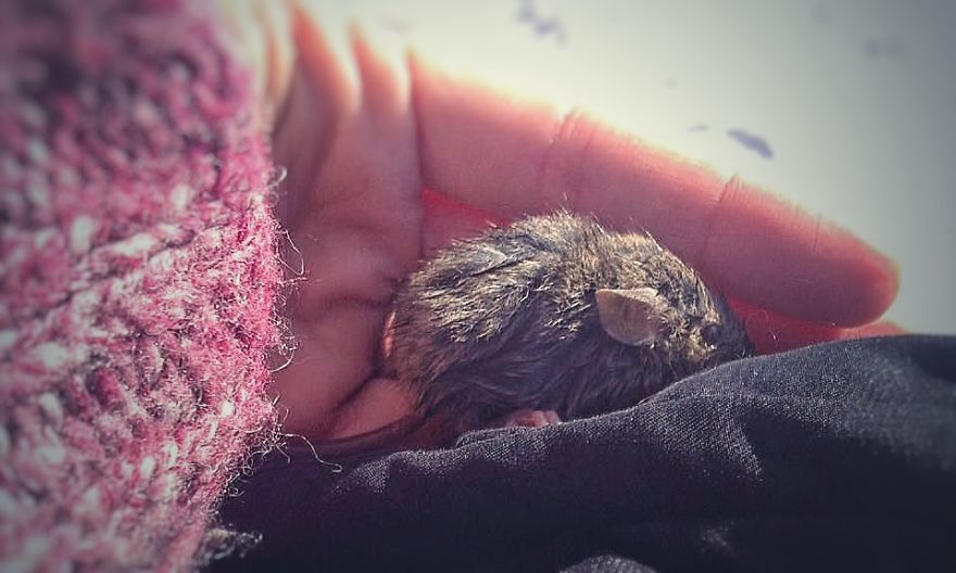 I Documented The Struggles Of A Little Mouse In Cold Water
