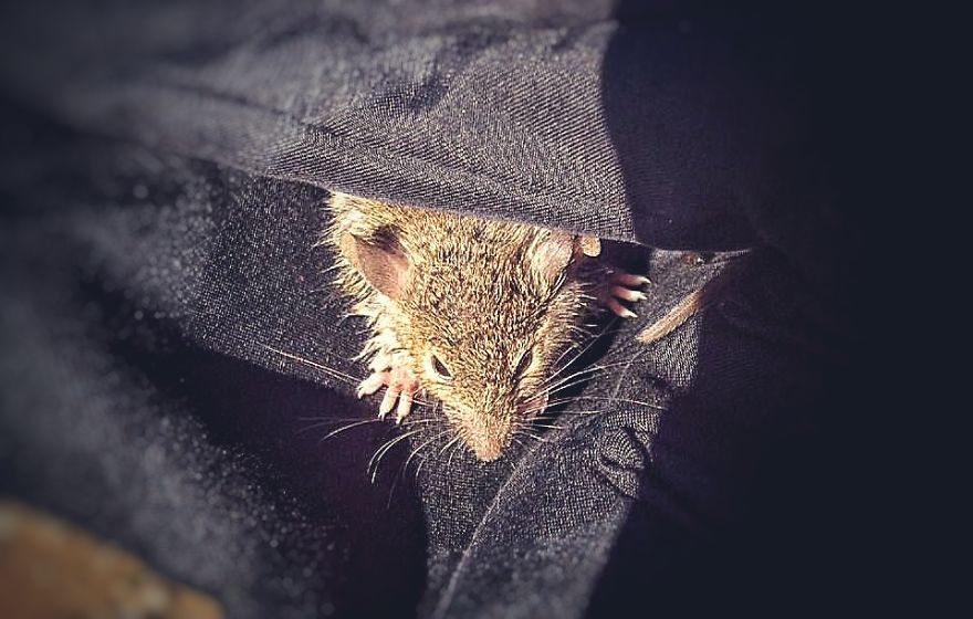 I Documented The Struggles Of A Little Mouse In Cold Water