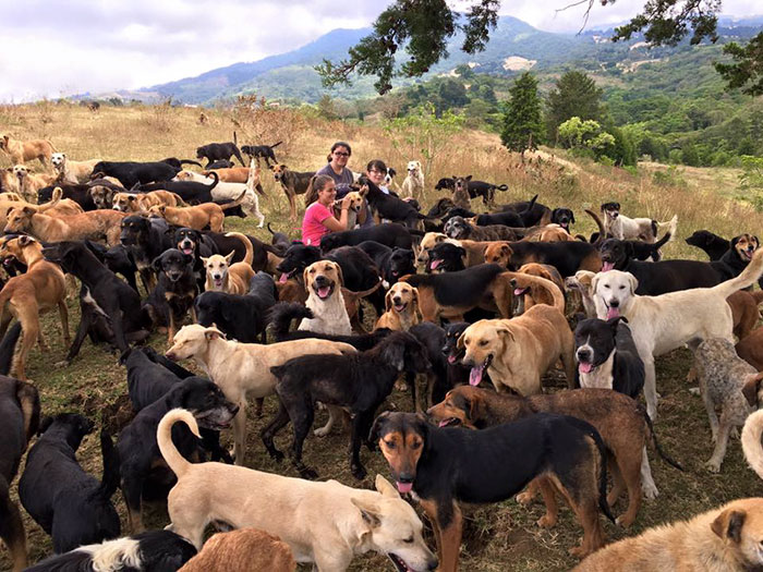 Land of the Strays in Costa Rica Is Heaven On Earth For Stray Dogs