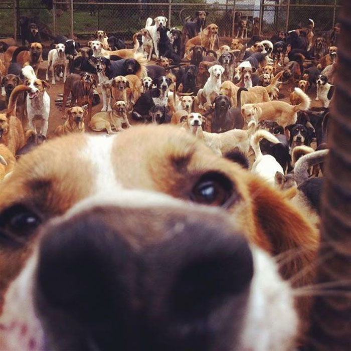 Land of the Strays in Costa Rica Is Heaven On Earth For Stray Dogs