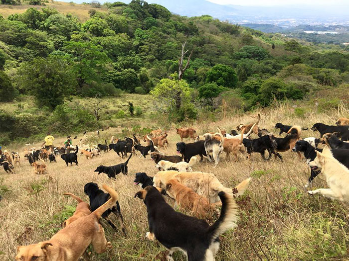 Land of the Strays in Costa Rica Is Heaven On Earth For Stray Dogs