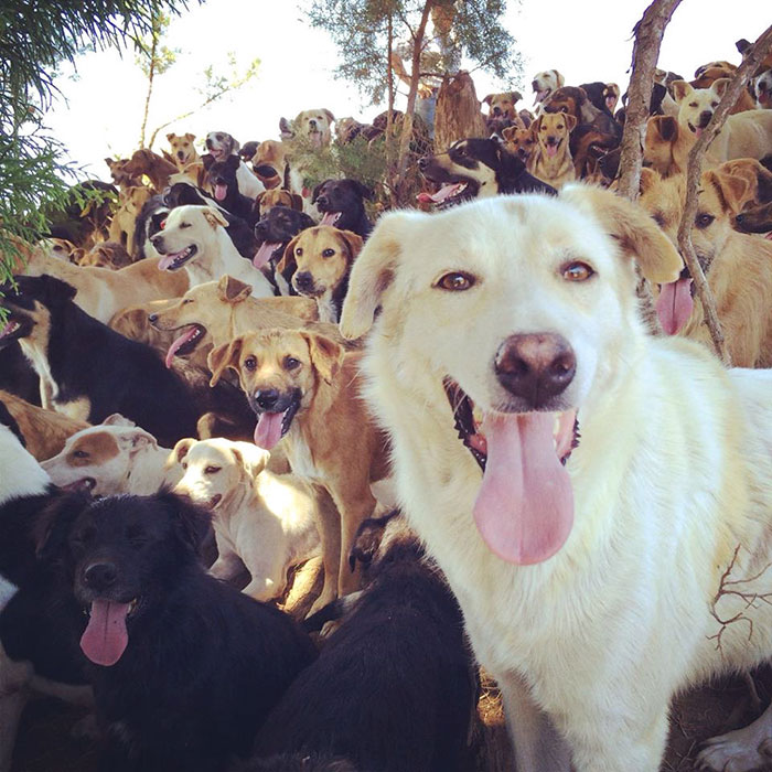 Land of the Strays in Costa Rica Is Heaven On Earth For Stray Dogs