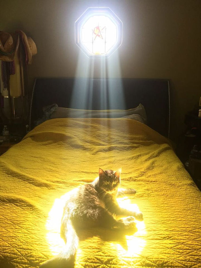 204 Cats Who Love Warmth More Than Anything 204 Cats Who Love Warmth More Than Anything