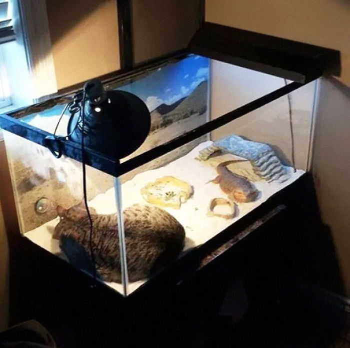 204 Cats Who Love Warmth More Than Anything 204 Cats Who Love Warmth More Than Anything