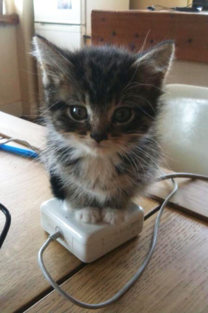 204 Cats Who Love Warmth More Than Anything 204 Cats Who Love Warmth More Than Anything