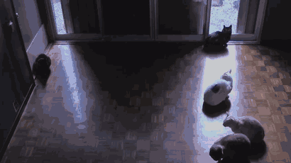 204 Cats Who Love Warmth More Than Anything 204 Cats Who Love Warmth More Than Anything