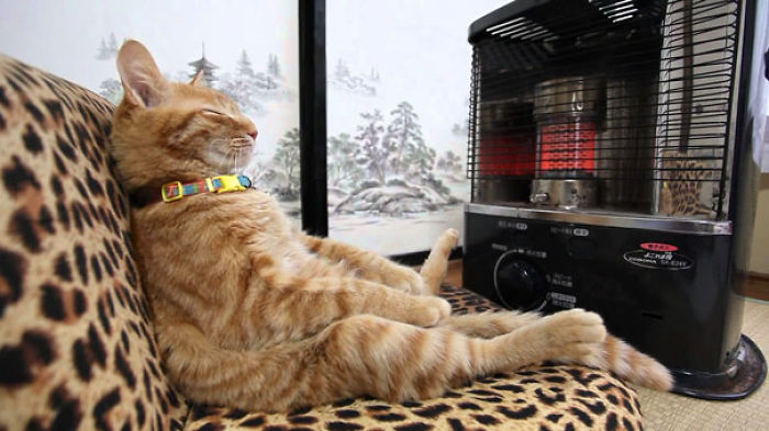 204 Cats Who Love Warmth More Than Anything 204 Cats Who Love Warmth More Than Anything