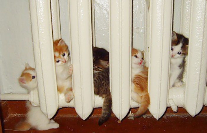 204 Cats Who Love Warmth More Than Anything 204 Cats Who Love Warmth More Than Anything