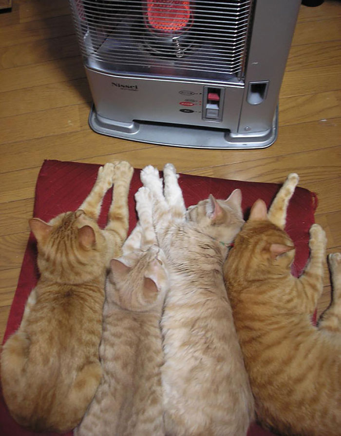 204 Cats Who Love Warmth More Than Anything 204 Cats Who Love Warmth More Than Anything