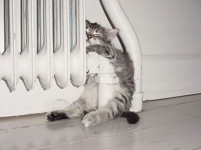 204 Cats Who Love Warmth More Than Anything 204 Cats Who Love Warmth More Than Anything