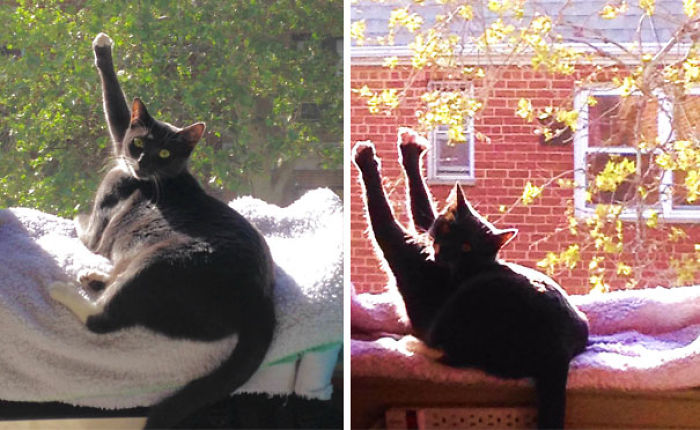 204 Cats Who Love Warmth More Than Anything 204 Cats Who Love Warmth More Than Anything