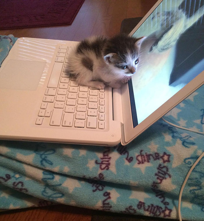 204 Cats Who Love Warmth More Than Anything 204 Cats Who Love Warmth More Than Anything